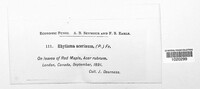 Rhytisma acerinum image